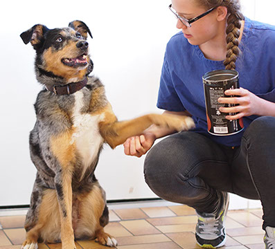 Immer im Einsatz für Sie und Ihr Pferd. Tierärztin Dörte Wiedenhöft bietet 24h Stunden Bereitschaftsdienst an.