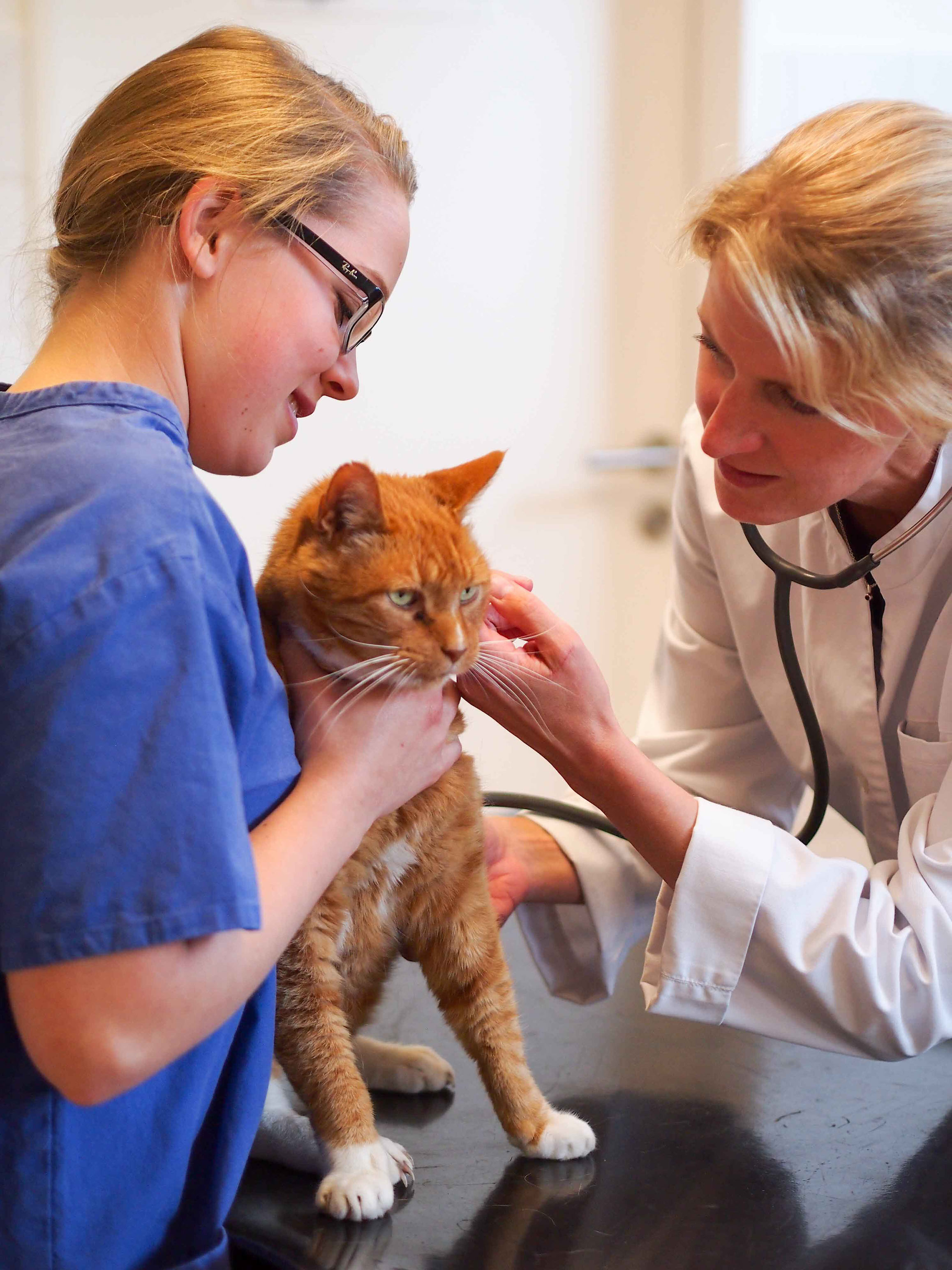 Dörte Wiedenhöft nimmt sich viel Zeit für die Patienten der Kleintierpraxis.