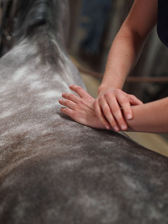 Die mobile Pferdepraxis bietet auch Chiropraktik, Blutegeltherapie oder Akkupunktur an.