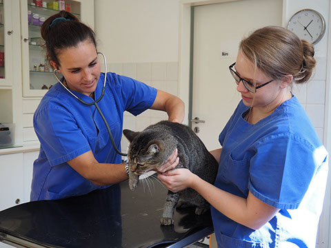 Immer im Einsatz für Sie und Ihr Pferd. Tierärztin Dörte Wiedenhöft bietet 24h Stunden Bereitschaftsdienst an.